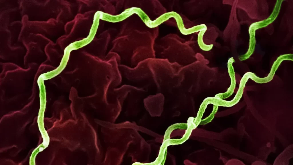 Treponema Pallidum Antibodies and Syphilis Stats You Should Know
