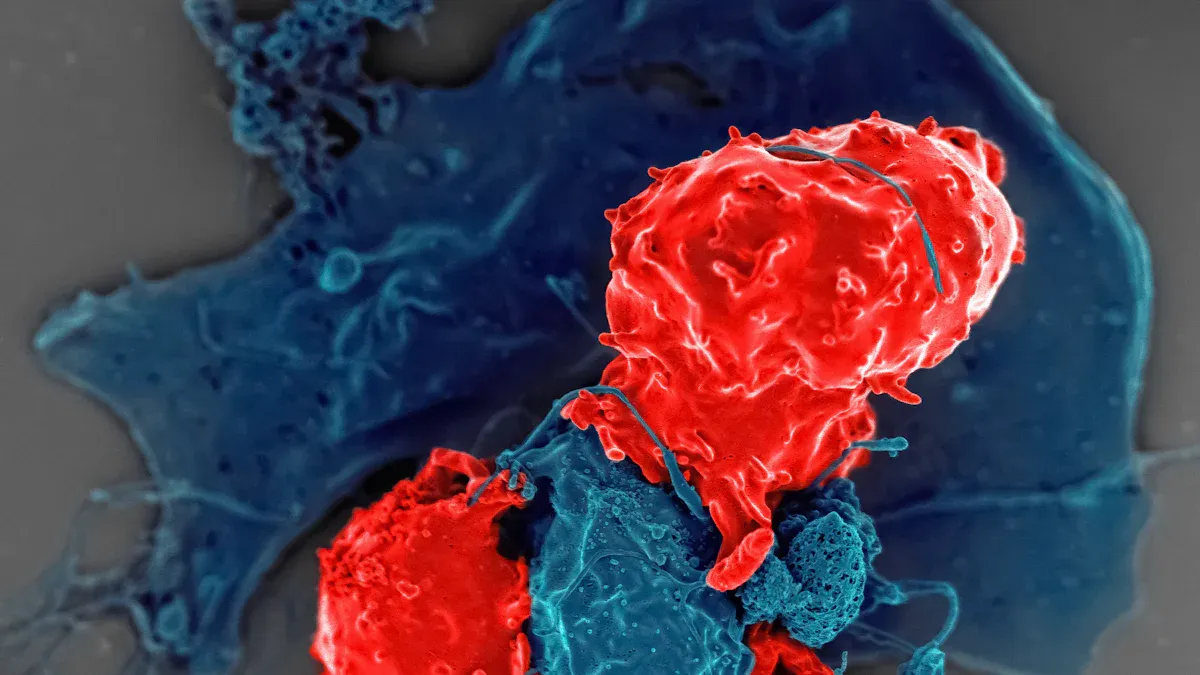 The Science Behind Immuno Oncology and Immune System Activation