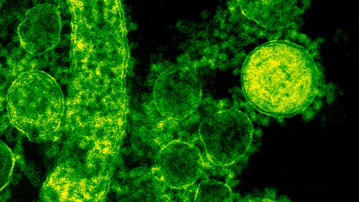 Fluorescent Cell Labeling
