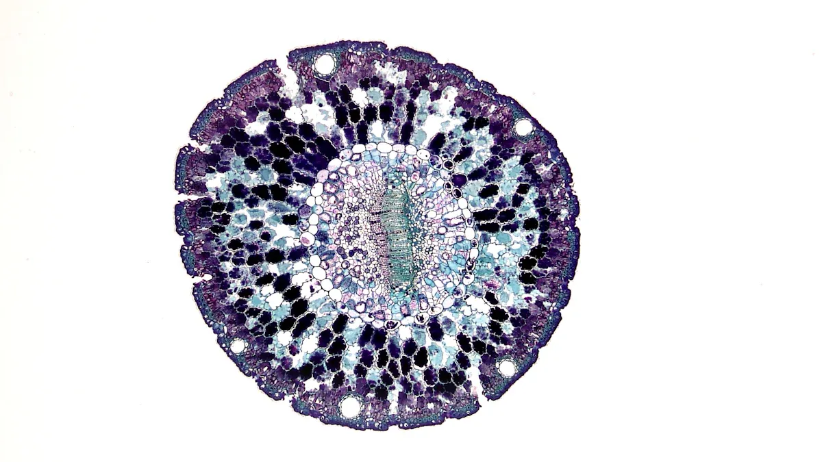 Specific Antibody Deficiency Overview