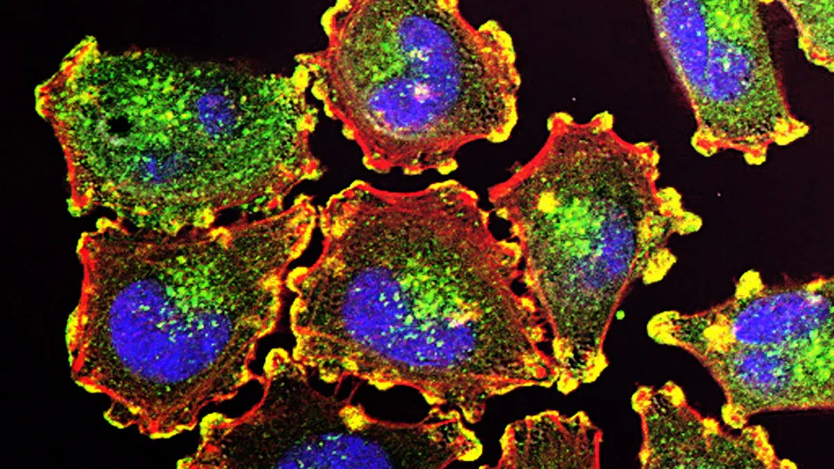 The Ultimate Guide to Immunofluorescence Techniques in 2025