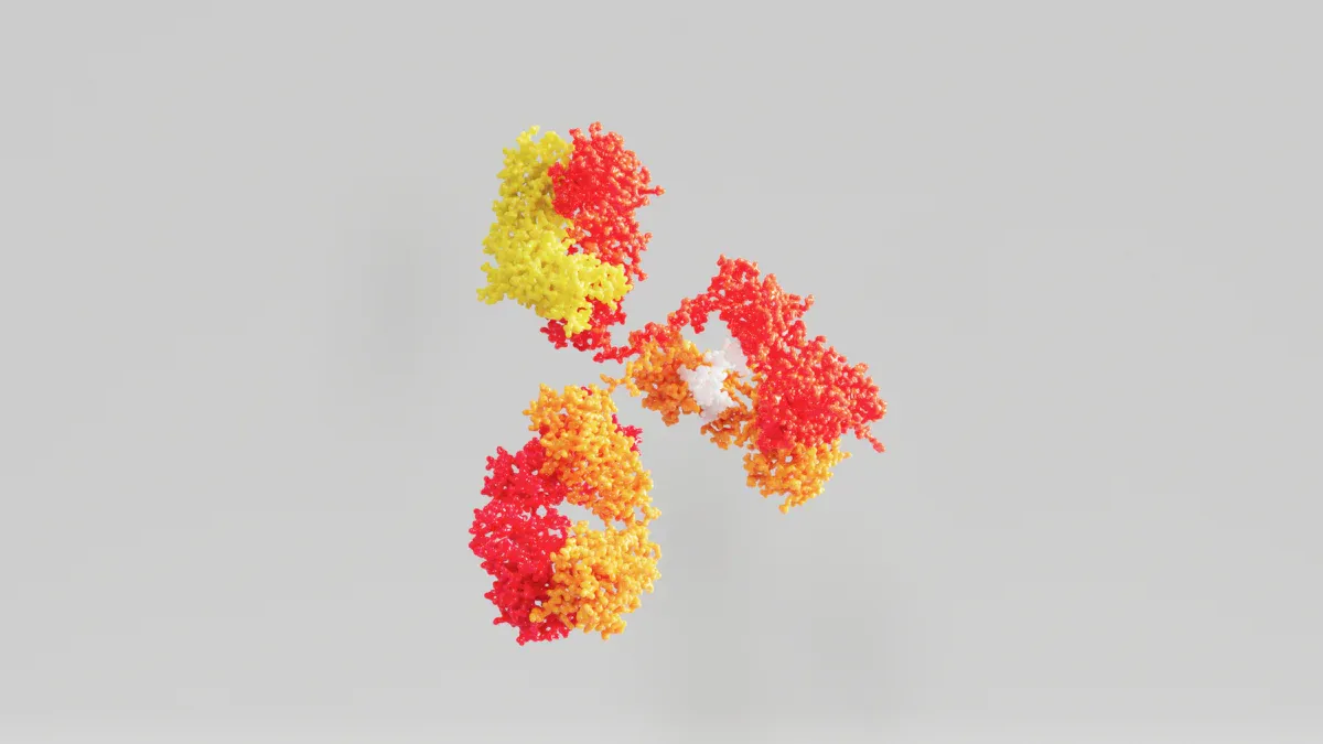 DNA Antibody Structure