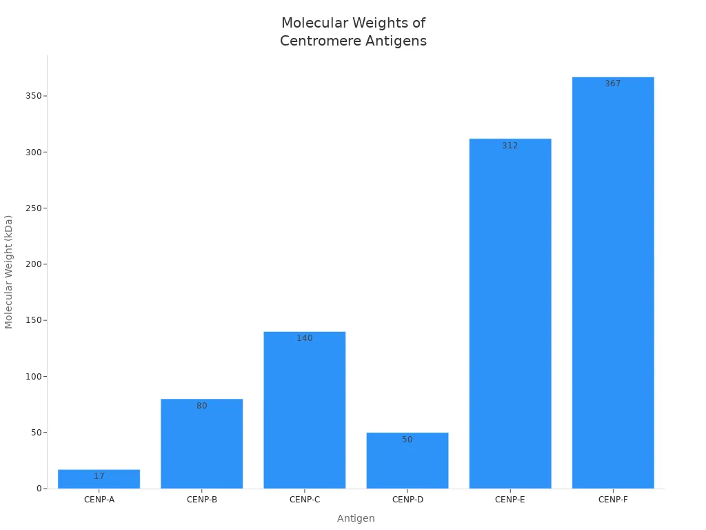 Bar chart showing molecular weights of centromere antigens